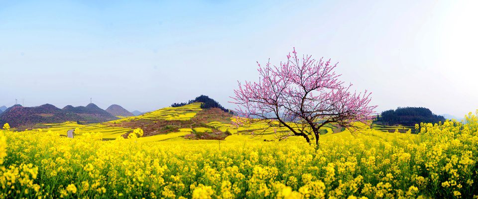 Mùa xuân miên viễn