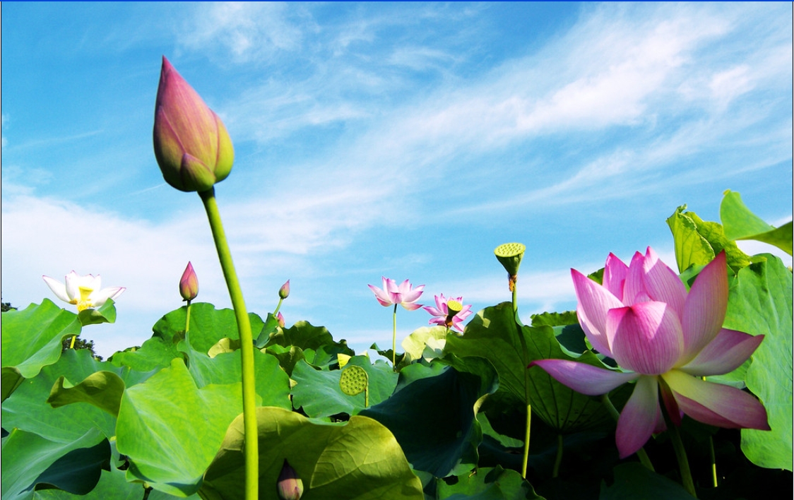 Tâm Kinh Bát Nhã qua các nhìn của nhà Thiền