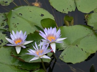 Cương lĩnh Pháp tu thiền Biết có chân tâm