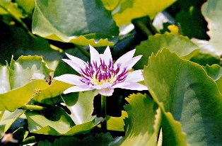 Nam Tuyền trảm mèo qua cái nhìn nhân duyên