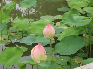 Những bệnh của người tu thiền
