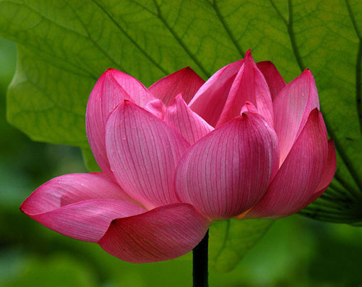 Cây gậy thiền