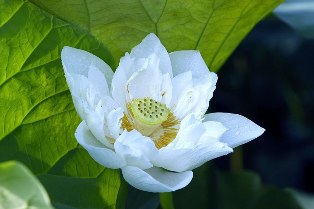 Nghiệp từ đâu mà ra