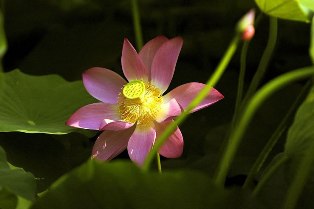 Bé cúng dường Phật