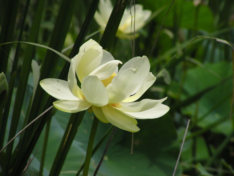 Chuyển hóa nghiệp báo