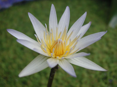 Nghiệp và nguyện