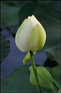 Ý nghĩa Lễ thượng nguyên và tâm nguyện cầu an đầu năm