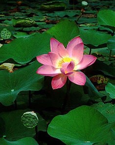 Con đường thiền