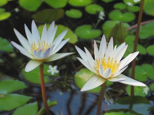 Đền đáp ơn Thầy