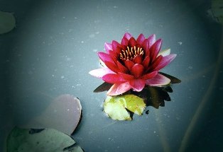 Ứng dụng lý nhân quả vào cuộc sống