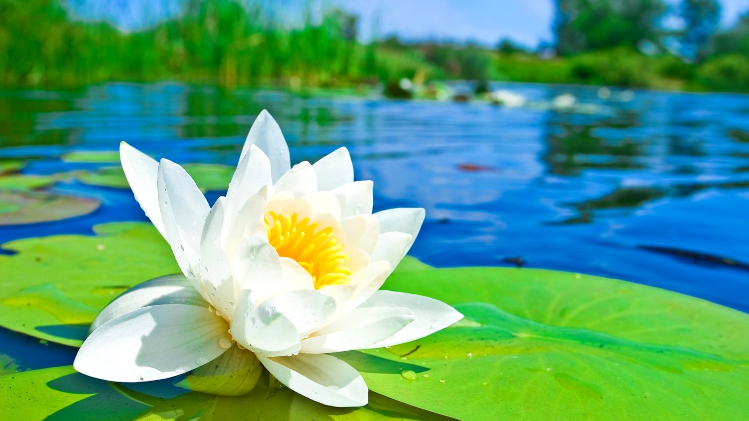 Phương pháp để sống an vui