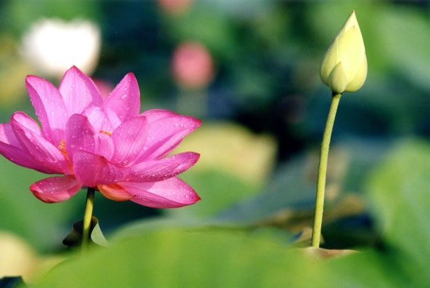 Oai nghi - Con đường của sự tỉnh thức ( Phần 18): Phép Đến Nhà Người