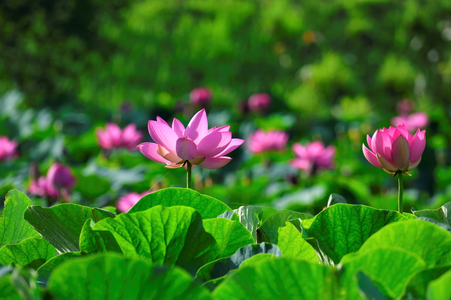 Thiền Tông Vĩnh Gia Tập  Giảng Giải - Phần 3: Chương II: Răn Ý Kiêu Sa; Chương III: Tịnh Tu Ba Nghiệp