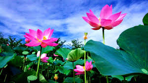 Thiền Tông Vĩnh Gia Tập  Giảng Giải - Phần 4: Chương IV: Bài Tụng Về Xa-ma-tha (Chỉ)