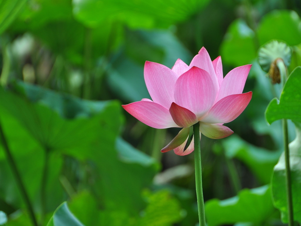 Tỳ Ni Con Đường Chuyển Hóa Nội Tâm (Phần 09) - Chương III - Bài 8:Đăng Xí (Vào Nhà Vệ Sinh)